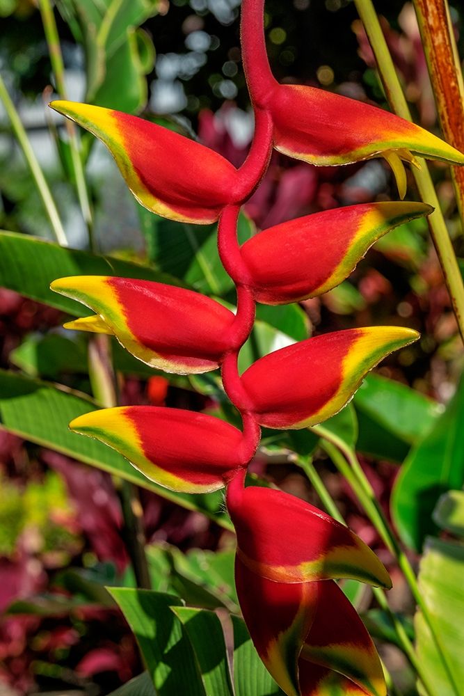 Heliconia